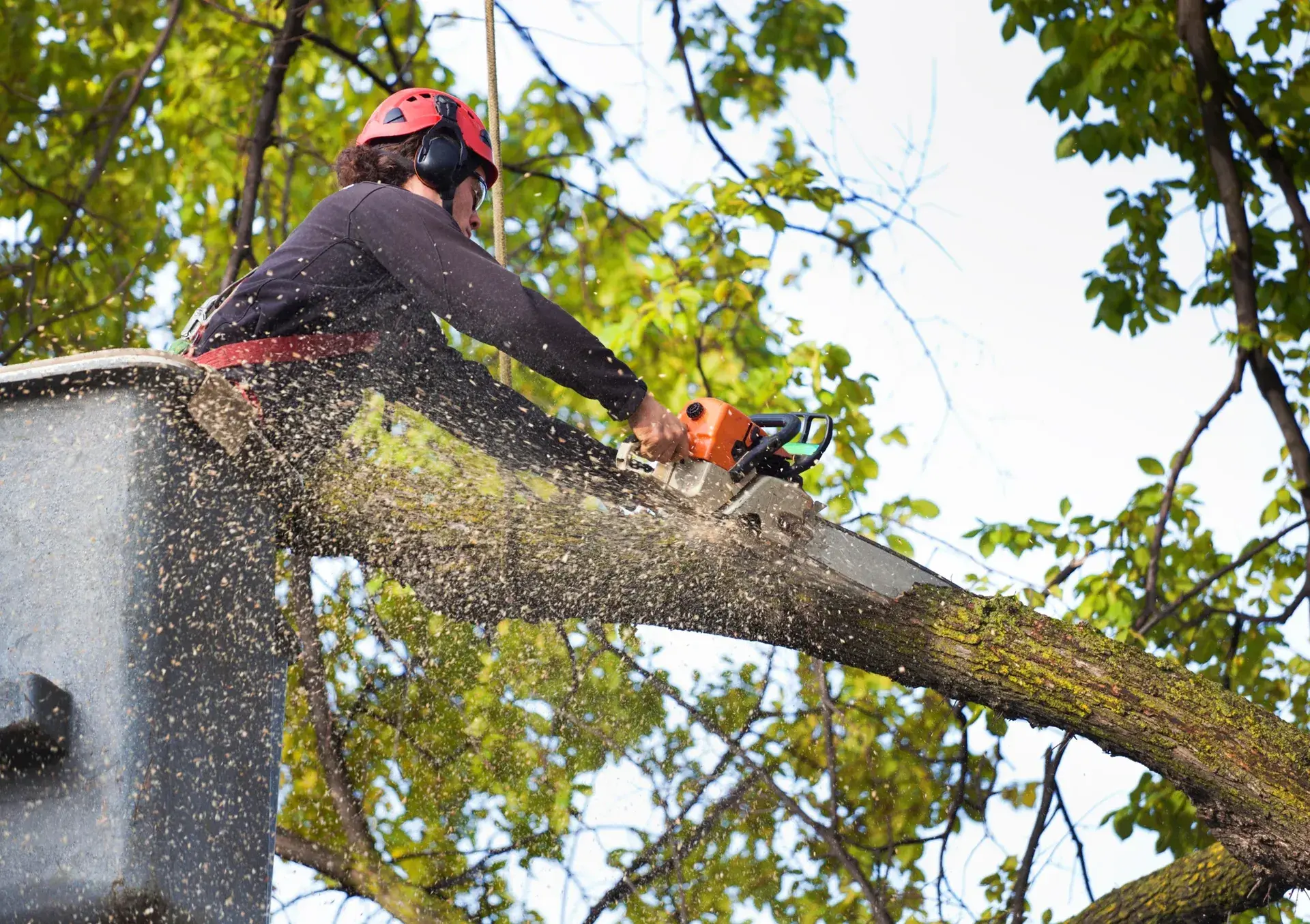 Tree Service
