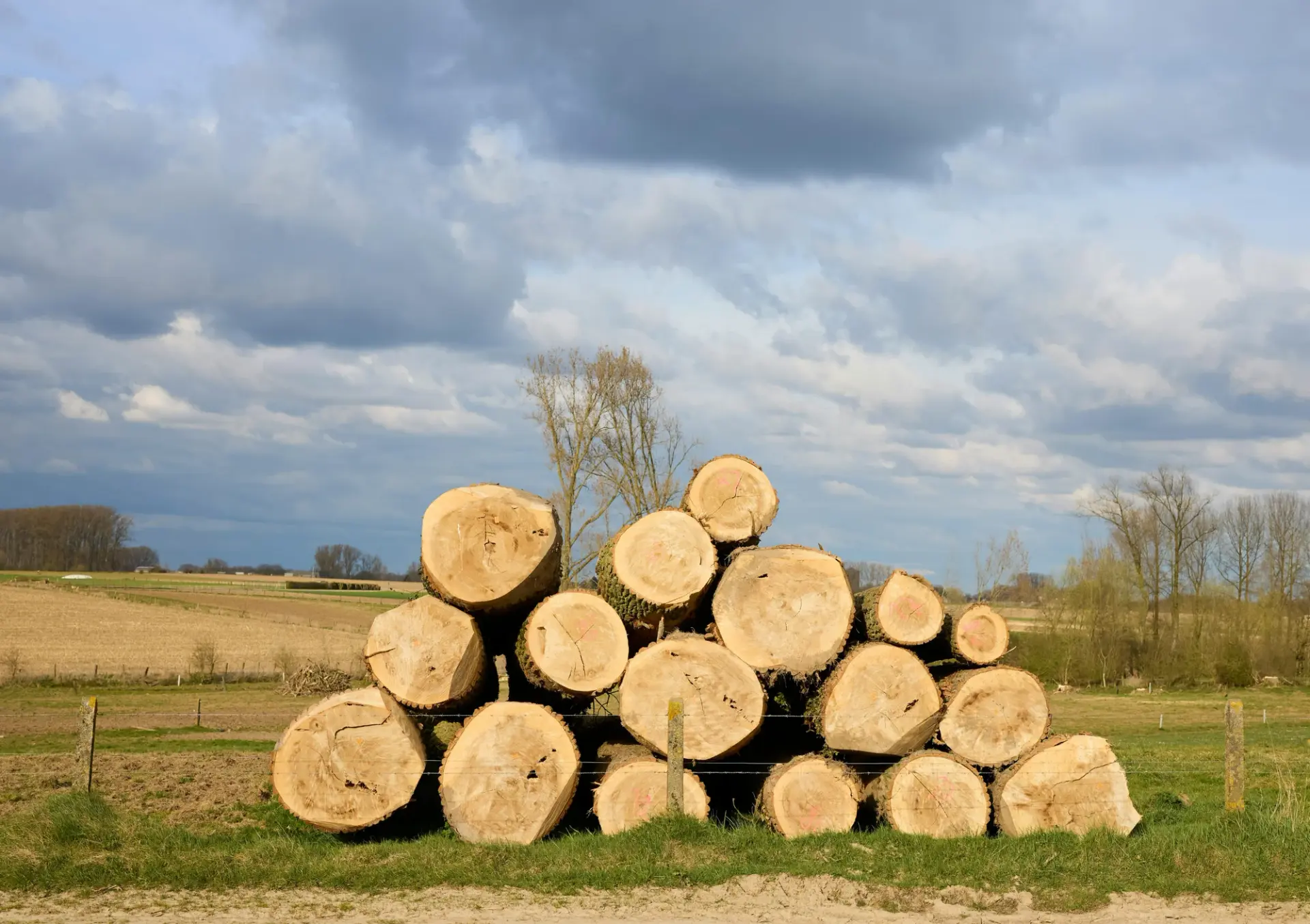 Tree Service